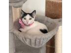 Adopt Bunny a Domestic Short Hair