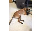 Adopt Cece - Located in Florida a Belgian Shepherd / Malinois