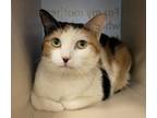 Adopt Adelaide a Domestic Short Hair