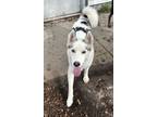 Adopt Storm a Siberian Husky