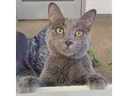 Adopt Gwen Stacy a Domestic Short Hair