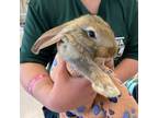 Adopt Chicken Little a Flemish Giant