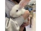 Adopt Belle a Flemish Giant