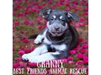 Adopt Granny a Husky