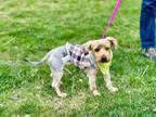 Adopt Princess Cream Puff a Yorkshire Terrier, Mixed Breed