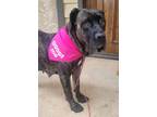 Adopt Valentine a Mastiff, Mixed Breed