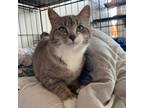 Adopt Patootie a Domestic Short Hair