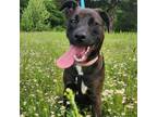 Adopt Lucy a Mixed Breed