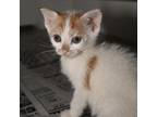 Adopt Gordita a Domestic Short Hair