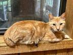 Adopt Raja a Manx, Domestic Short Hair