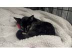 Adopt Adeline a Domestic Short Hair