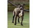 Adopt Zara a Staffordshire Bull Terrier, Mixed Breed