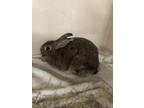 Adopt Raspberry a Bunny Rabbit