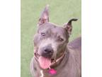 Adopt Heira a Pit Bull Terrier, Mixed Breed