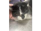 Adopt Patches a Domestic Short Hair