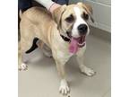 Adopt Lemon Curd a Mastiff, Saint Bernard