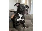 Adopt Sophie (Franchesca) a Pit Bull Terrier