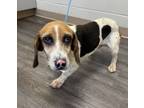 Adopt Sparkle a Beagle, Mixed Breed