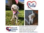 Adopt Bella a Poodle