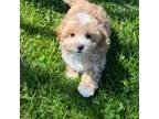 Maltipoo Puppy for sale in Seneca Falls, NY, USA