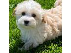 Maltipoo Puppy for sale in Seneca Falls, NY, USA