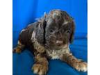 Cavapoo Puppy for sale in Jacksonville, FL, USA