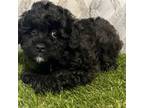 Cavapoo Puppy for sale in Jacksonville, FL, USA