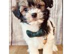 Cavapoo Puppy for sale in Jacksonville, FL, USA