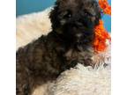 Shih-Poo Puppy for sale in Princeton, NC, USA