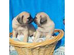 Pug Puppy for sale in Ocala, FL, USA