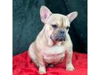 French Bulldog Puppy for sale in Virginia Beach, VA, USA