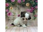 Shih Tzu Puppy for sale in Harrogate, TN, USA