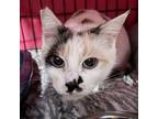 Adopt Dior a Domestic Short Hair