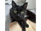 Adopt Lucy a Domestic Long Hair