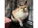 Adopt Chanel a Domestic Short Hair