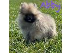 Pomeranian Puppy for sale in Kenney, IL, USA