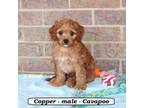 Cavapoo Puppy for sale in Clarkrange, TN, USA