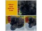 Shih Tzu Puppy for sale in Hobart, IN, USA