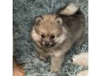 Pomeranian Puppy for sale in Pensacola, FL, USA