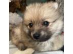 Pomeranian Puppy for sale in Pensacola, FL, USA