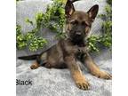 German Shepherd Dog Puppy for sale in Enigma, GA, USA