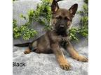 GSD Black Male