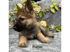 German Shepherd Dog Puppy for sale in Enigma, GA, USA