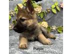 GSD Purple Female