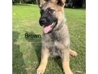 GSD Brown Male