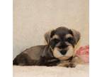 Schnauzer (Miniature) Puppy for sale in Wakarusa, IN, USA