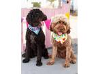 Adopt Pearl-Bonded pair with Winnie a Cockapoo