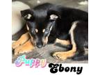 Adopt Ebony a Belgian Shepherd / Sheepdog, Husky