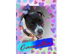 Adopt Camilla a Pit Bull Terrier