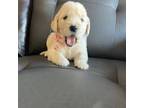 Golden Retriever Puppy for sale in Ocala, FL, USA